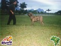 In Memorian - Fila Brasileiro Tigrado - Canil Singular - Nino